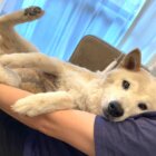 柴犬