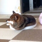 柴犬,動画