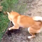柴犬,動画