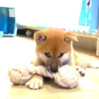 柴犬,YouTube
