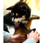 柴犬,YouTube