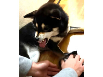柴犬,YouTube