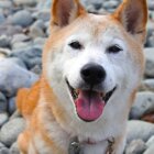 柴犬