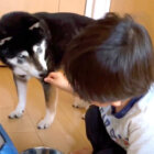 柴犬,YouTube