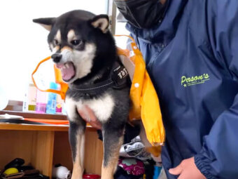 柴犬,YouTube