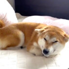 柴犬,動画