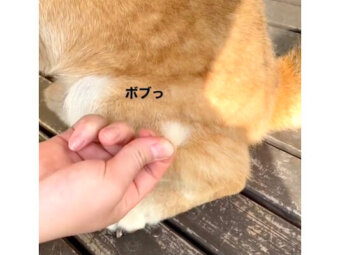 柴犬,動画
