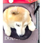 柴犬,動画