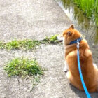 柴犬,動画