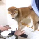 柴犬,YouTube