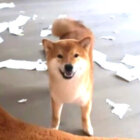 柴犬,YouTube