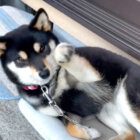 柴犬,動画