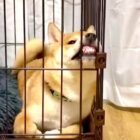 柴犬,YouTube
