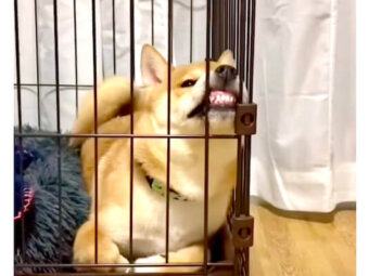 柴犬,YouTube